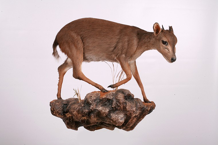 Full Mount